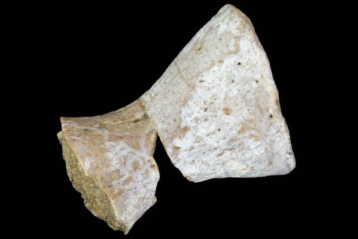 Fossil Phytosaur Toe Bone - Arizona #102442